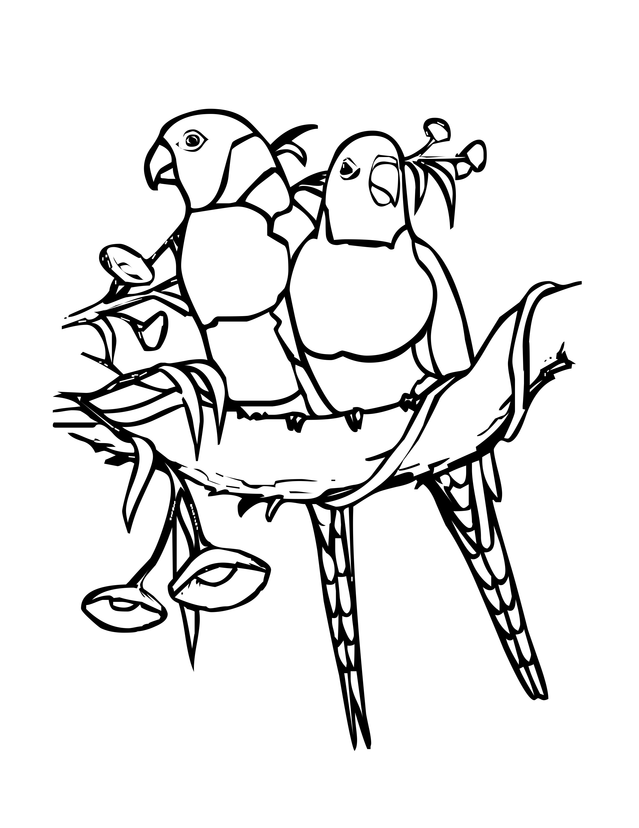 Bird Coloring Pages