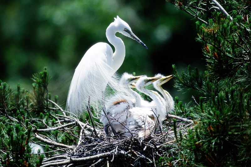 bird photo gallery bird photo gallery