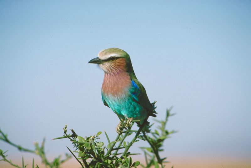 Bird Photo Gallery