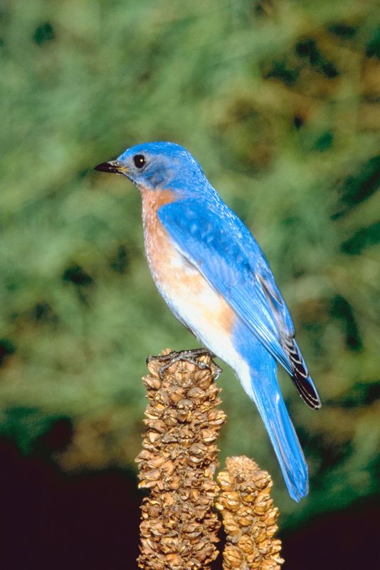 Bird Photo Gallery