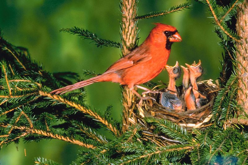 bird photo gallery bird photo gallery