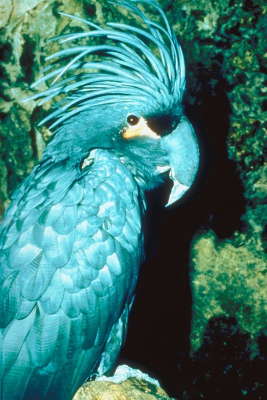 blue cockatoo price blue cockatoo price