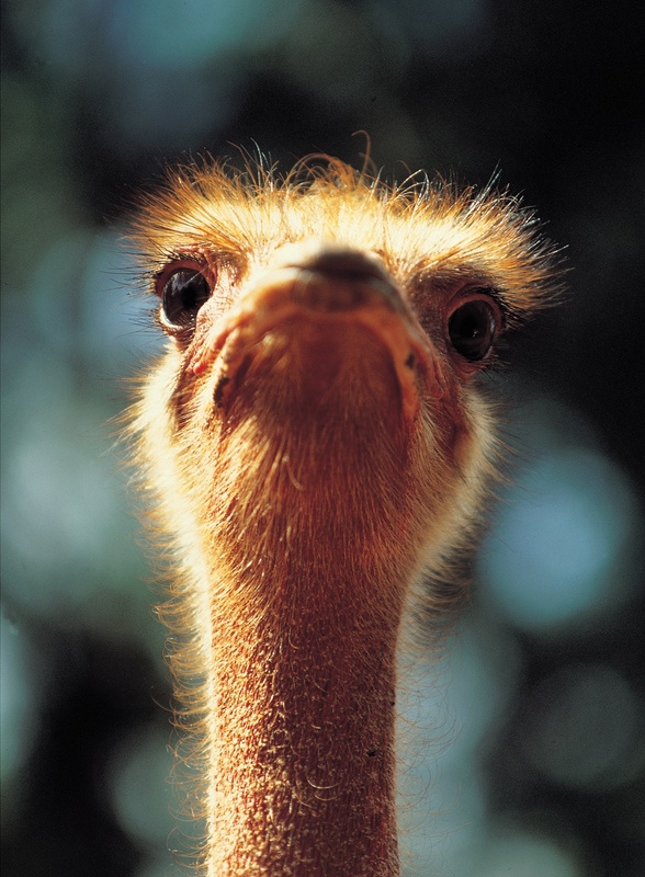 Bird Photo Gallery