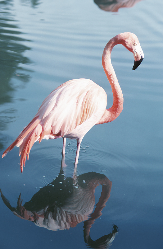 Bird Photo Gallery