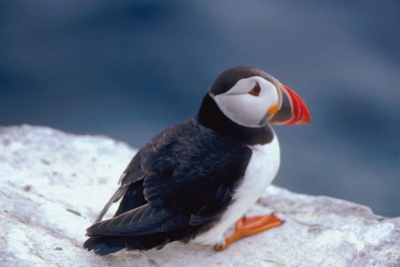 bird photo gallery bird photo gallery