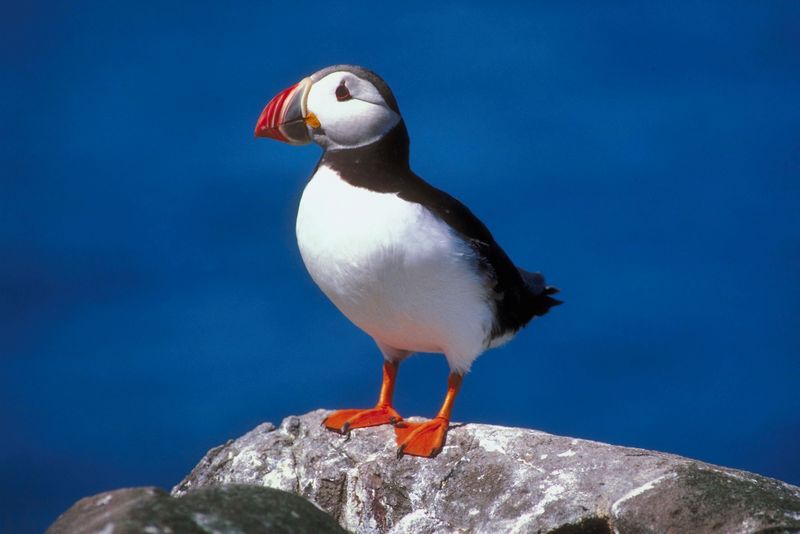 bird photo gallery bird photo gallery