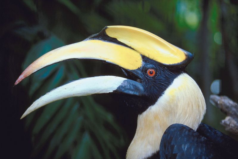 bird toucan birds crested