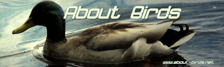 About Birds